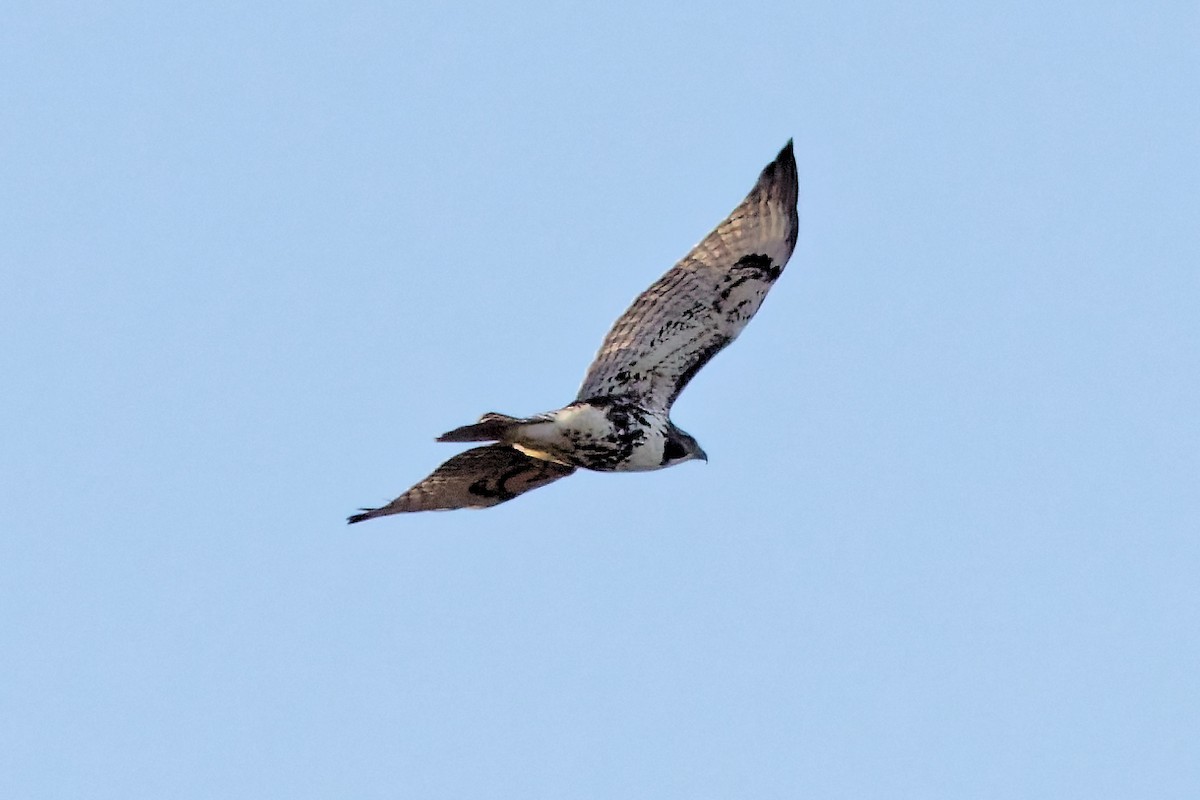 káně rudochvostá - ML647230410