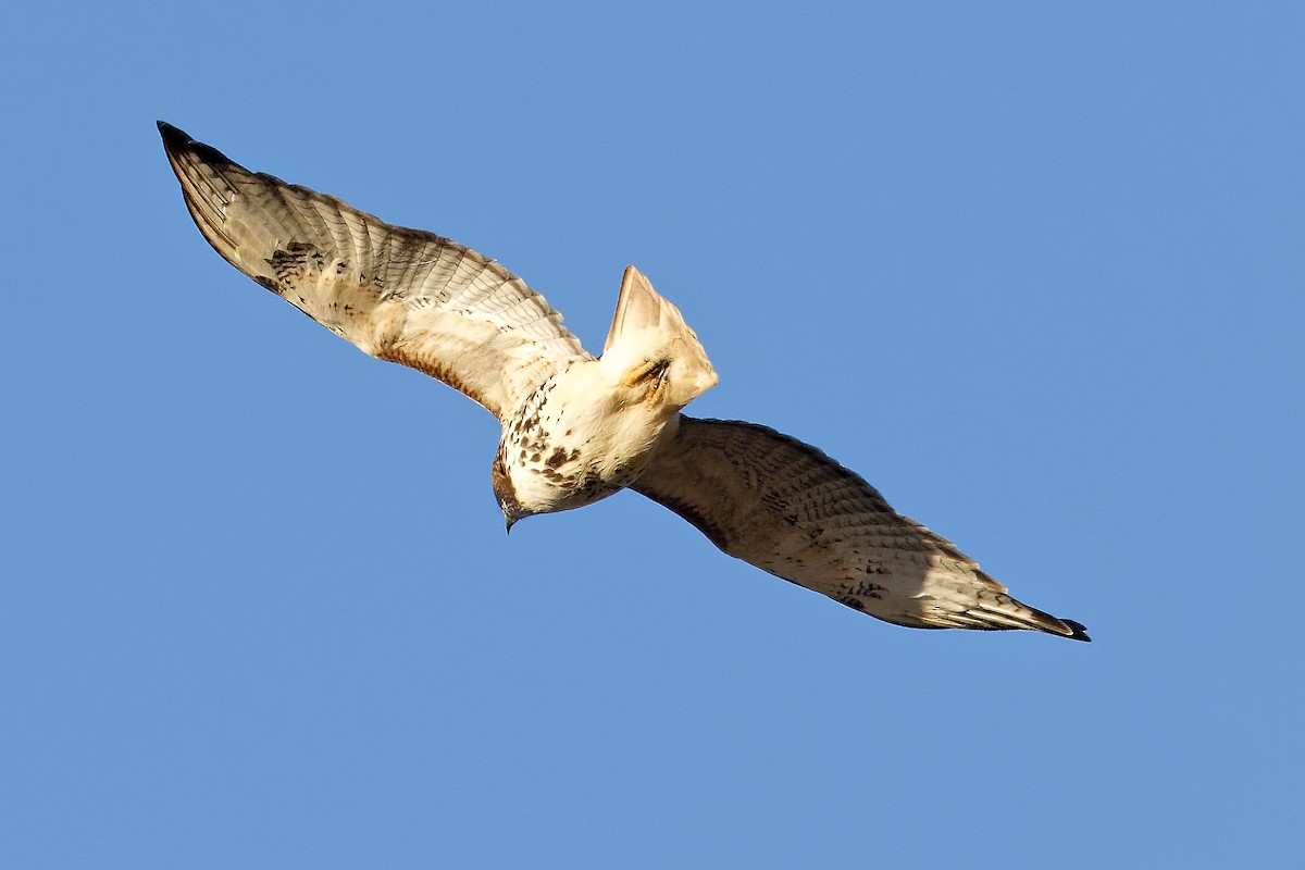 káně rudochvostá - ML647230411