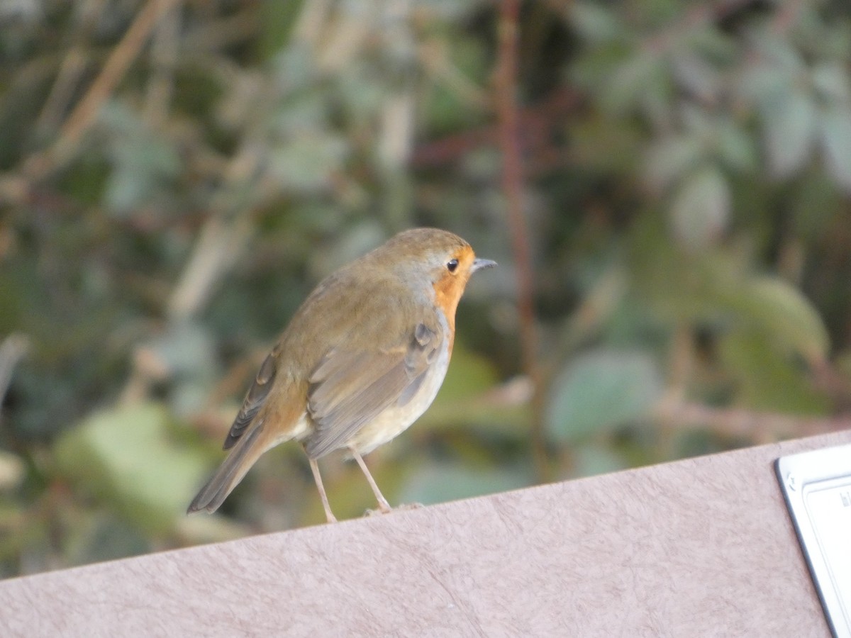 European Robin - ML647230412