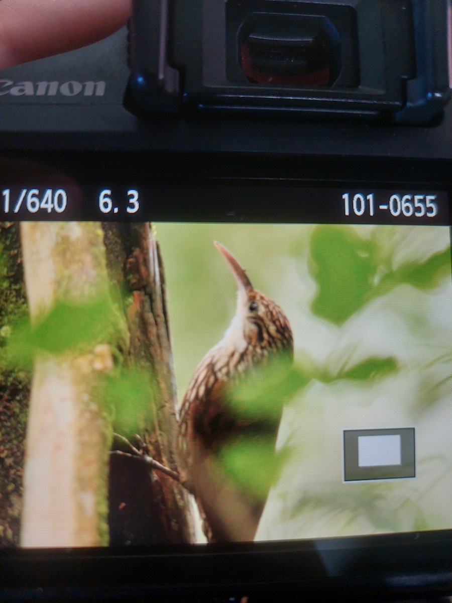 Scalloped Woodcreeper - ML647230415