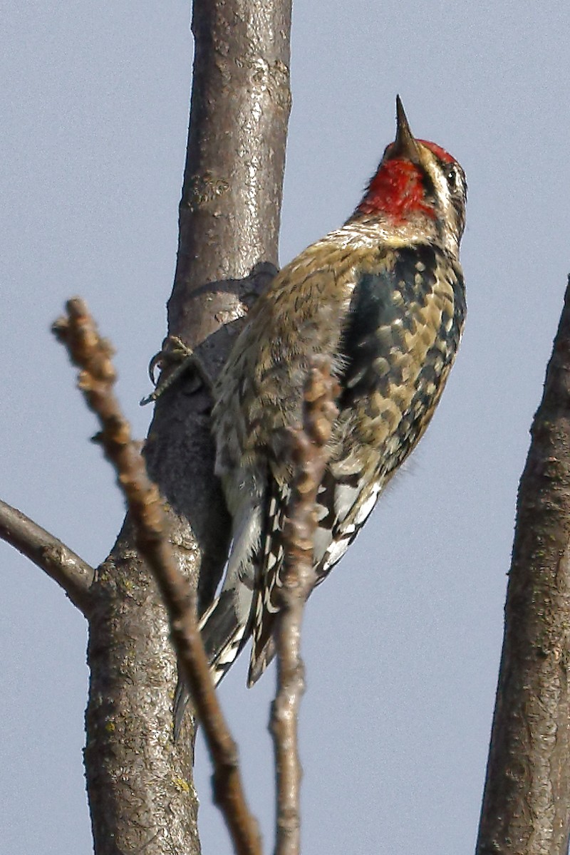 datel rudohrdlý - ML647230417