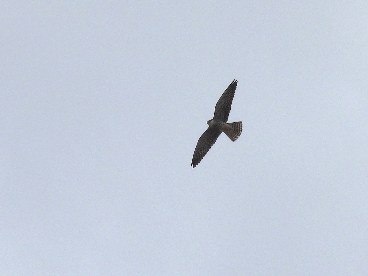 Amur Falcon - ML647230421