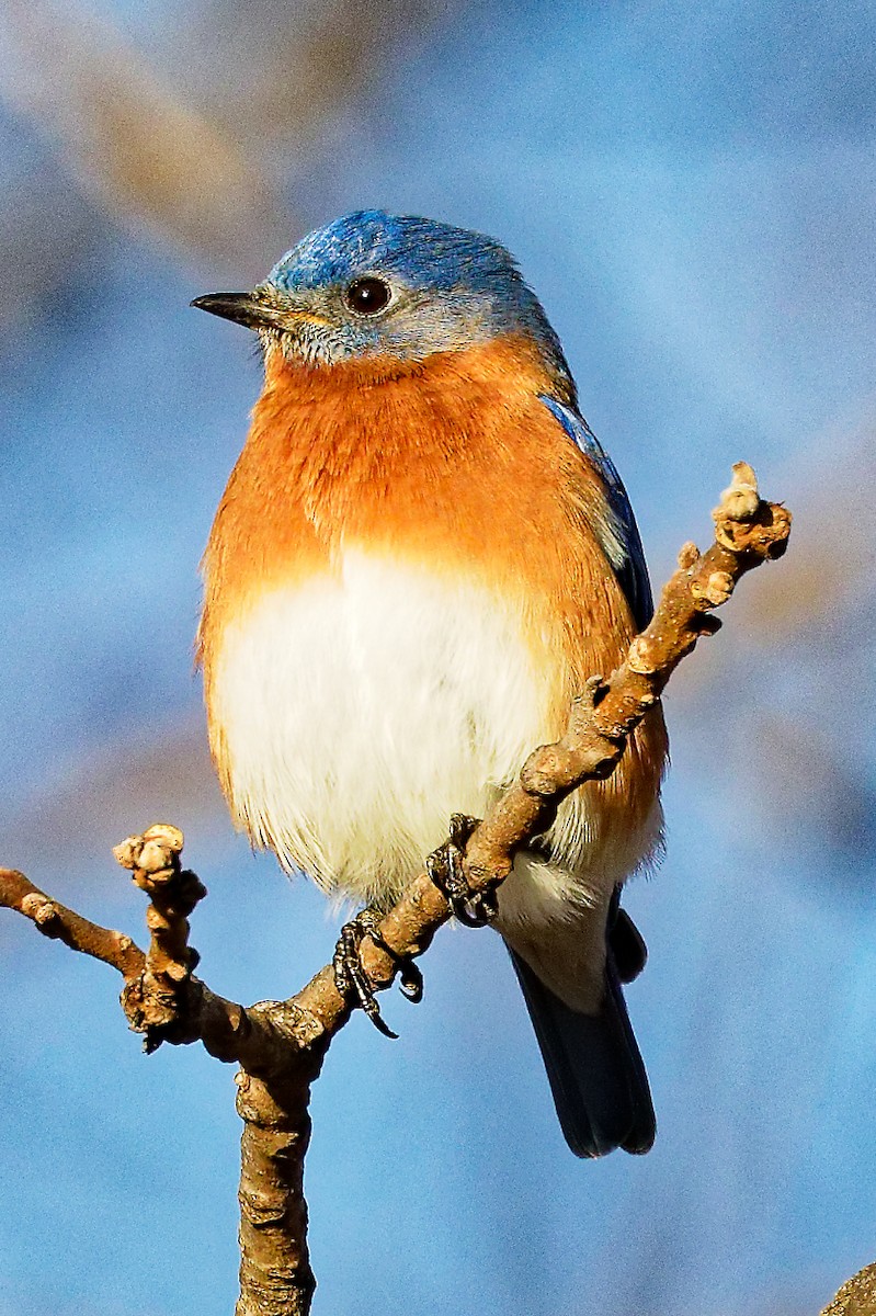 salašník modrý - ML647230426