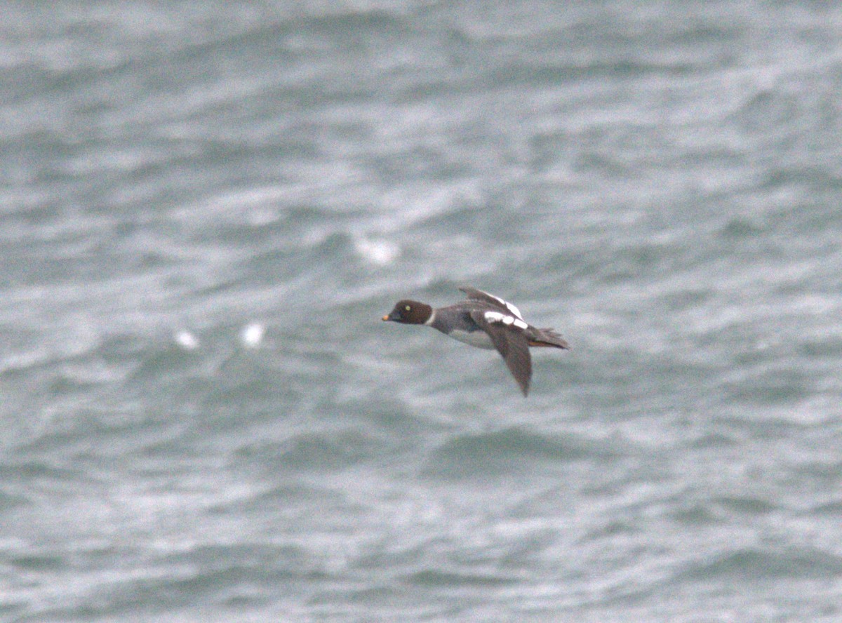 Common Goldeneye - ML647230432