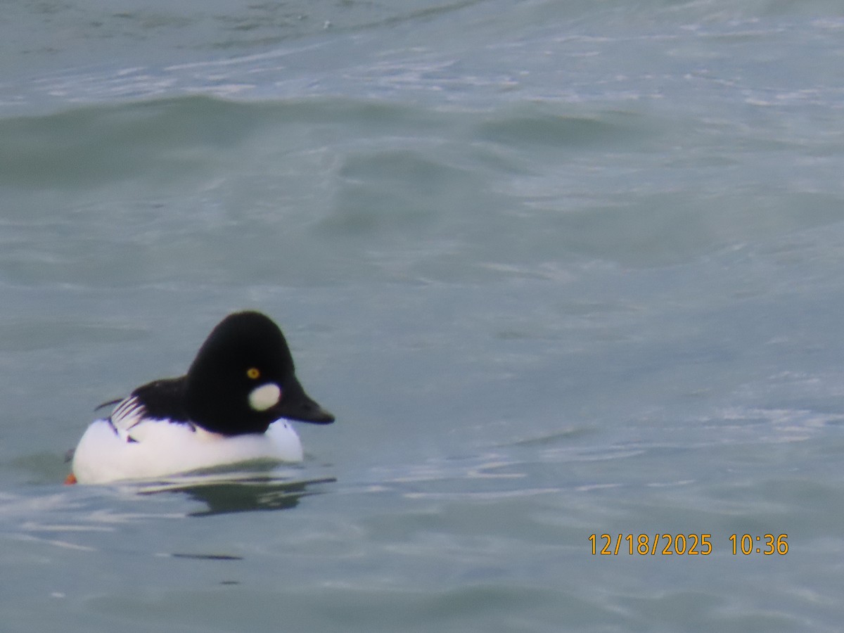 Common Goldeneye - ML647230440