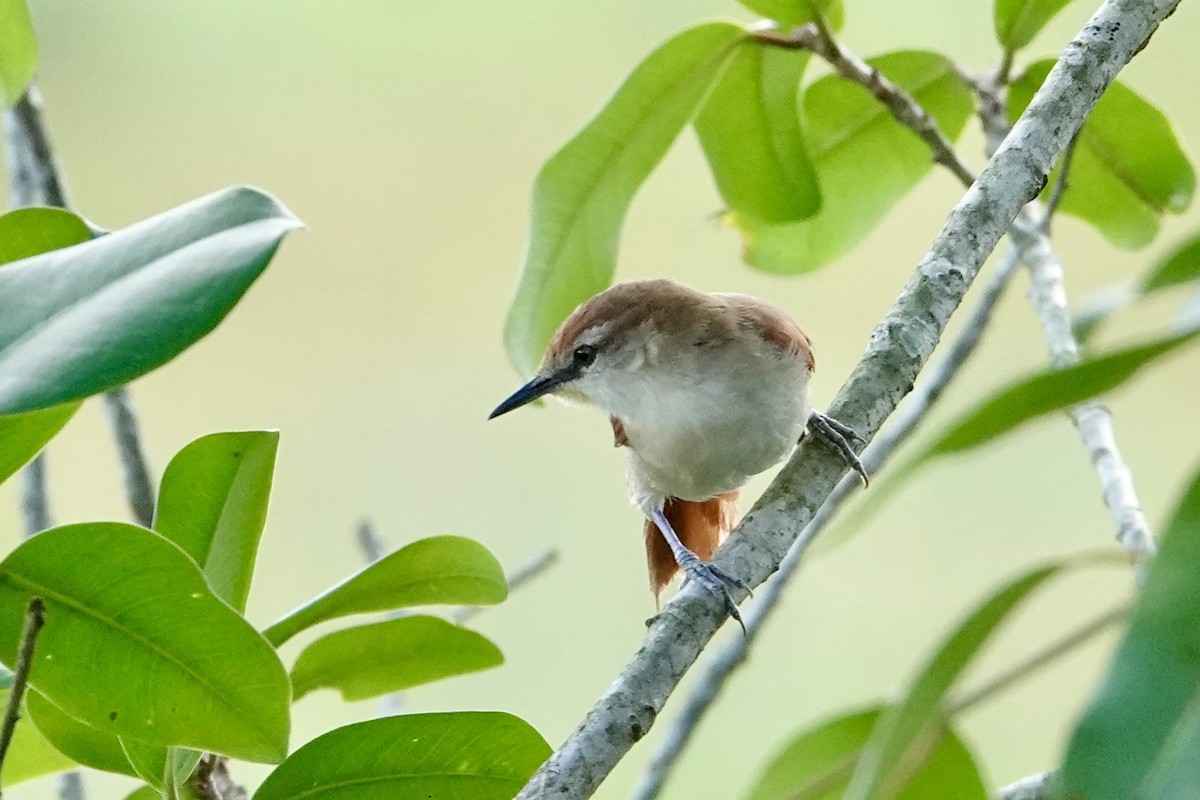 Yellow-chinned Spinetail - ML647230441