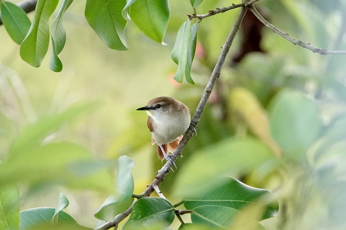 Yellow-chinned Spinetail - ML647230442