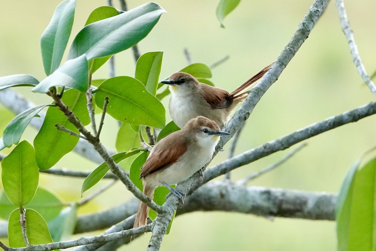 Yellow-chinned Spinetail - ML647230443