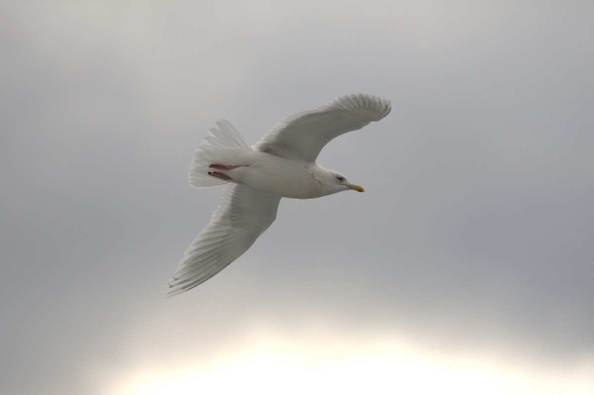 Iceland Gull - ML647230445