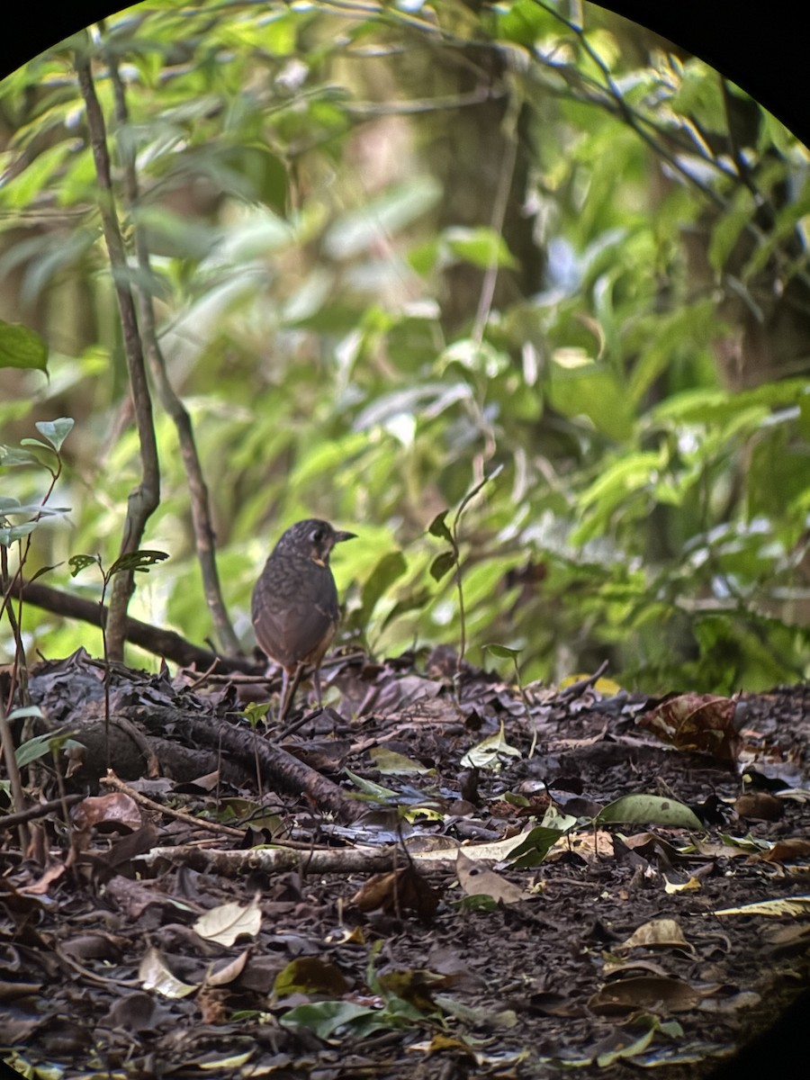 Scaled Antpitta - ML647230446