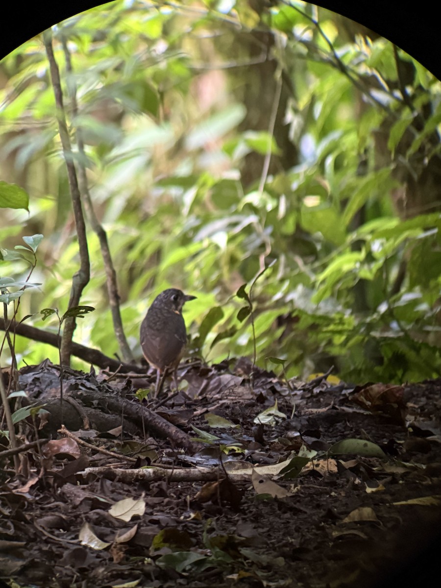 Scaled Antpitta - ML647230447