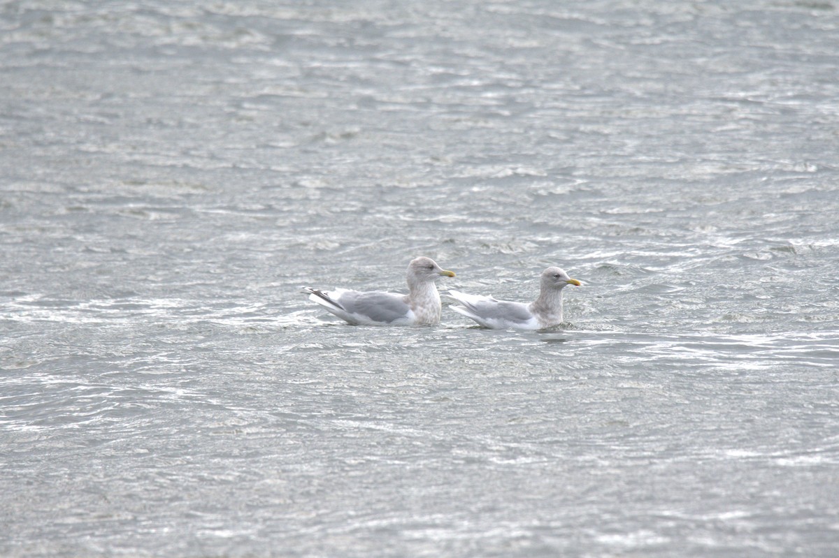 Iceland Gull - ML647230453