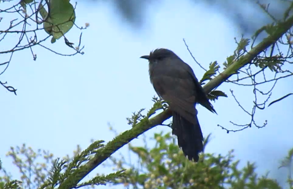 kukačka šedobřichá - ML647230455