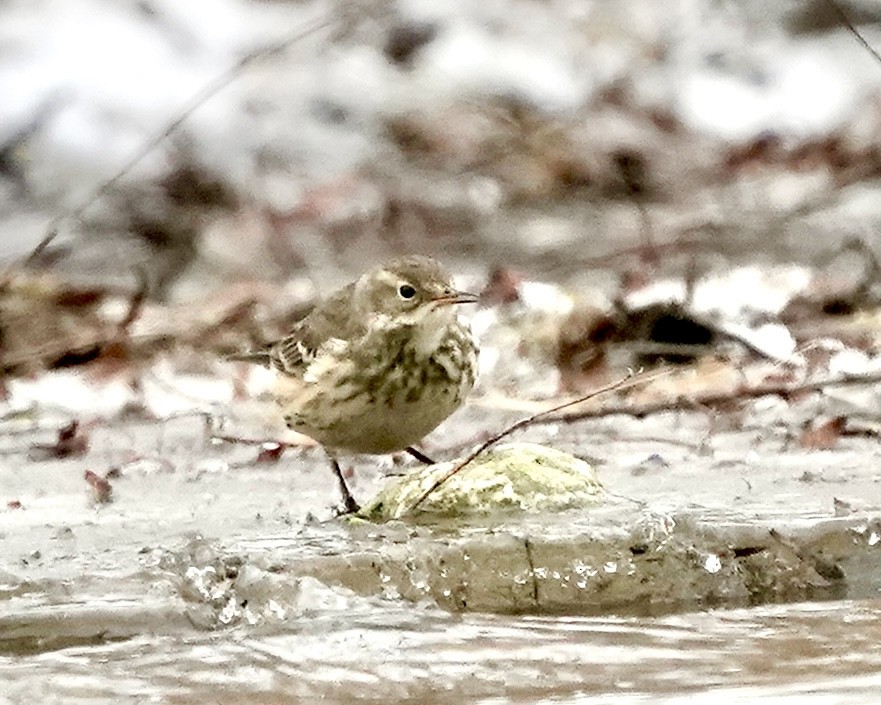 American Pipit - ML647230459