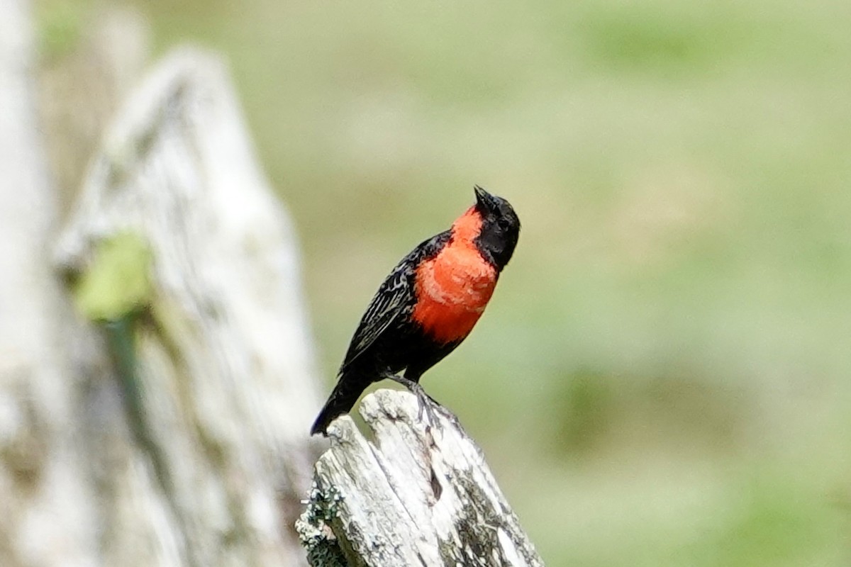 Red-breasted Meadowlark - ML647230461