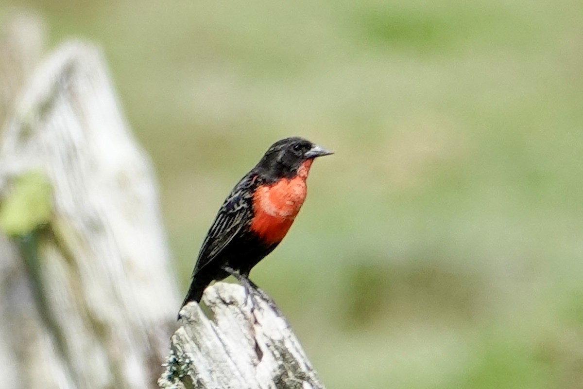 Red-breasted Meadowlark - ML647230462