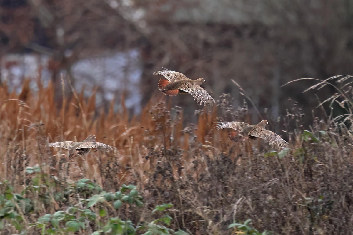 Gray Partridge - ML647230488