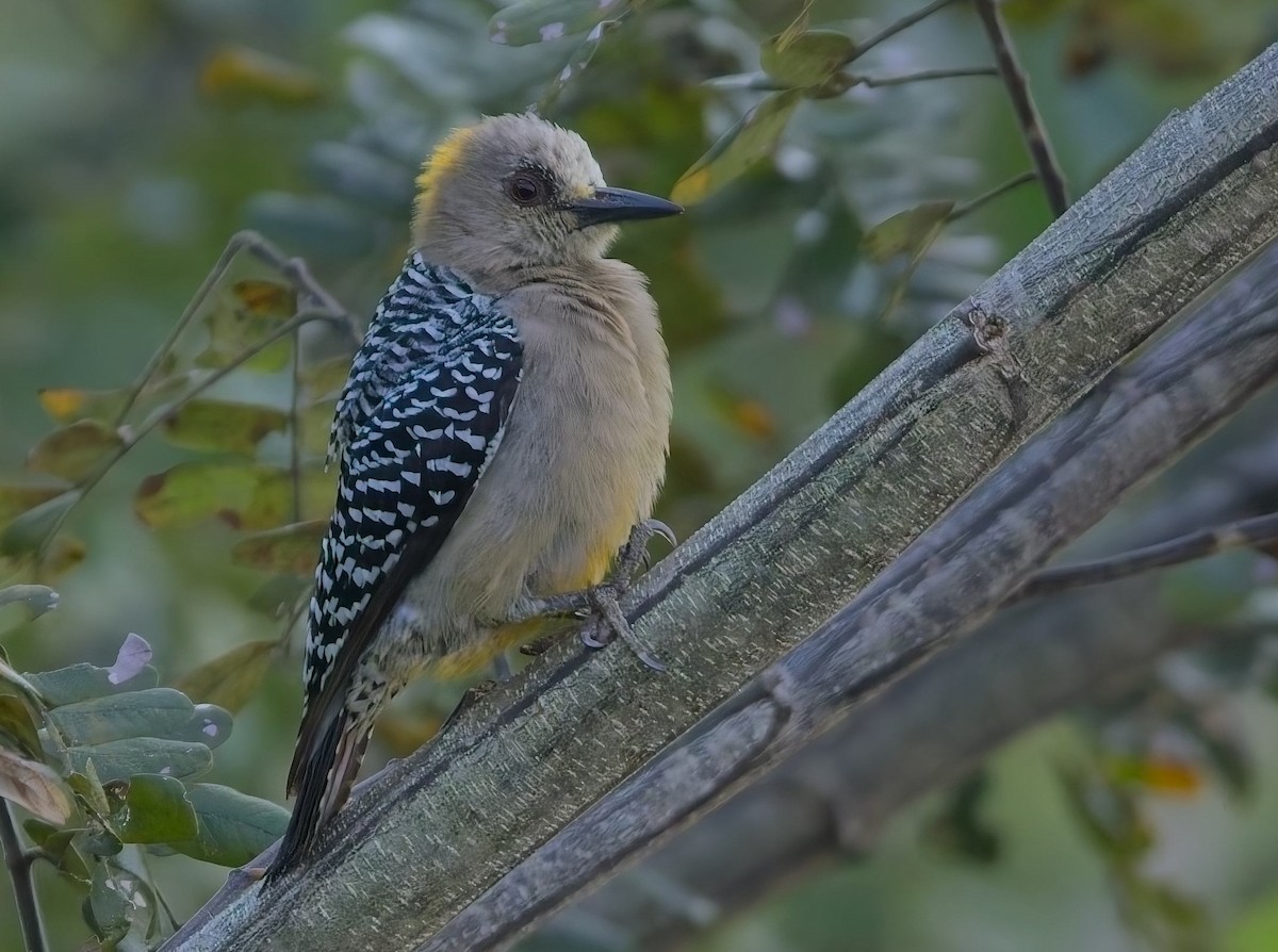 Hoffmann's Woodpecker - ML647230490