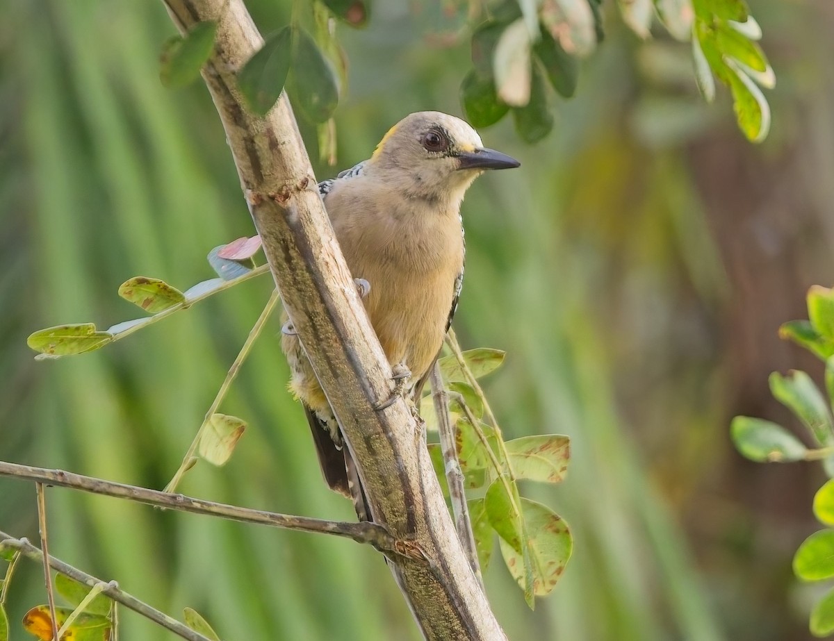 Hoffmann's Woodpecker - ML647230491