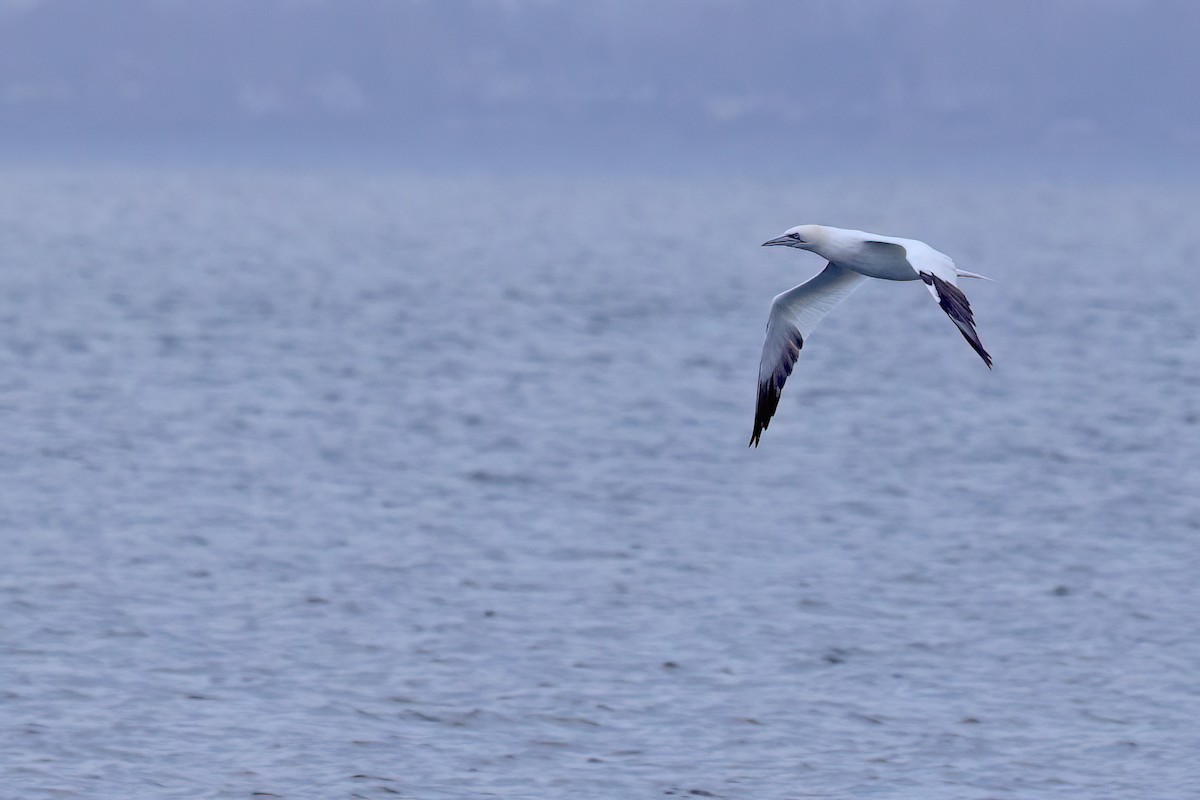 סולה מצויה - ML647230495