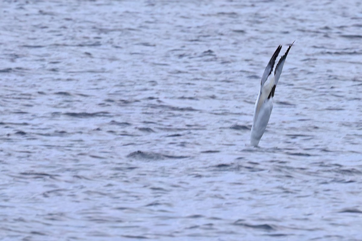 סולה מצויה - ML647230496