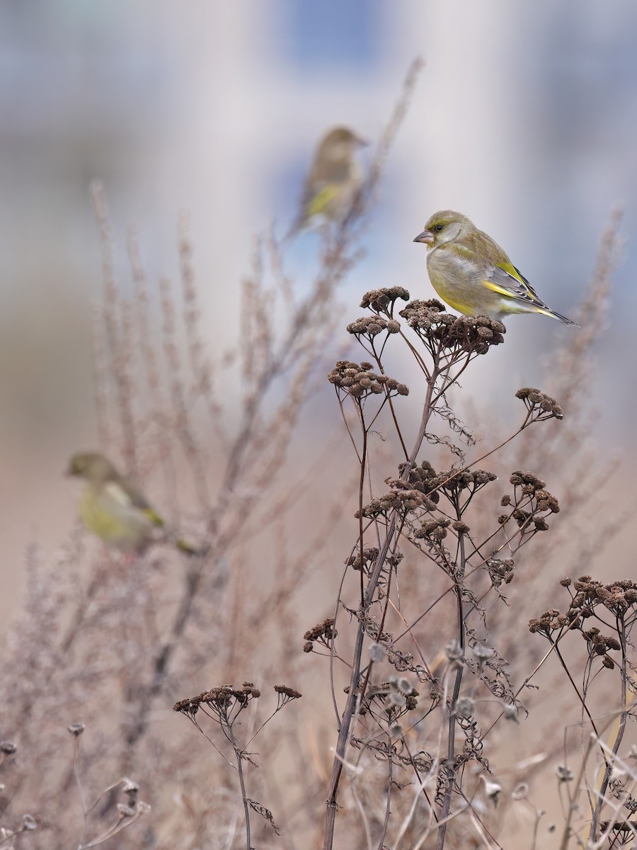 grønnfink - ML647230500