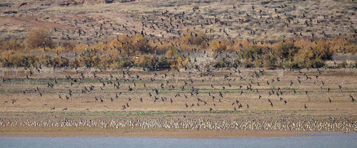 Сивка звичайна - ML647230501