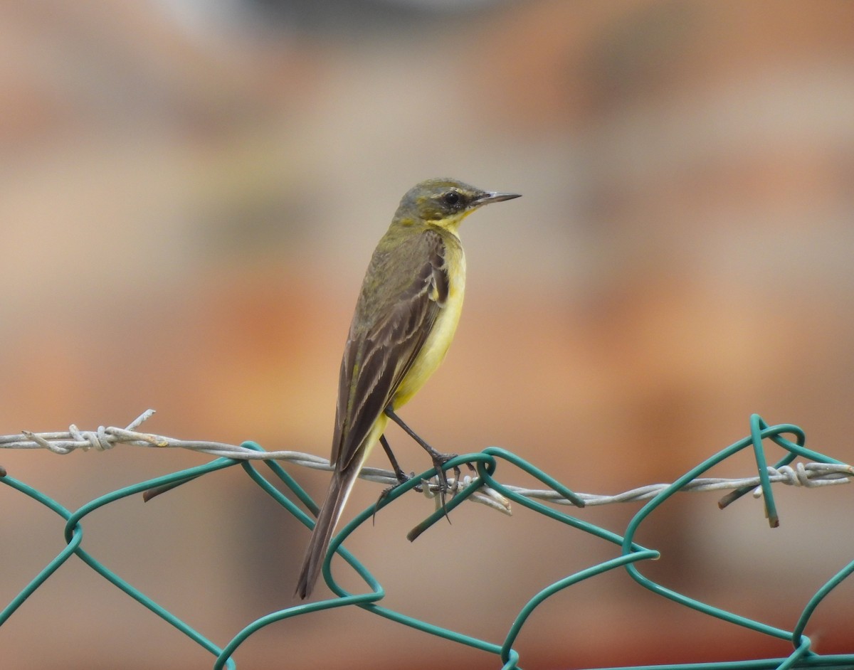 Western/Eastern Yellow Wagtail - ML647230502