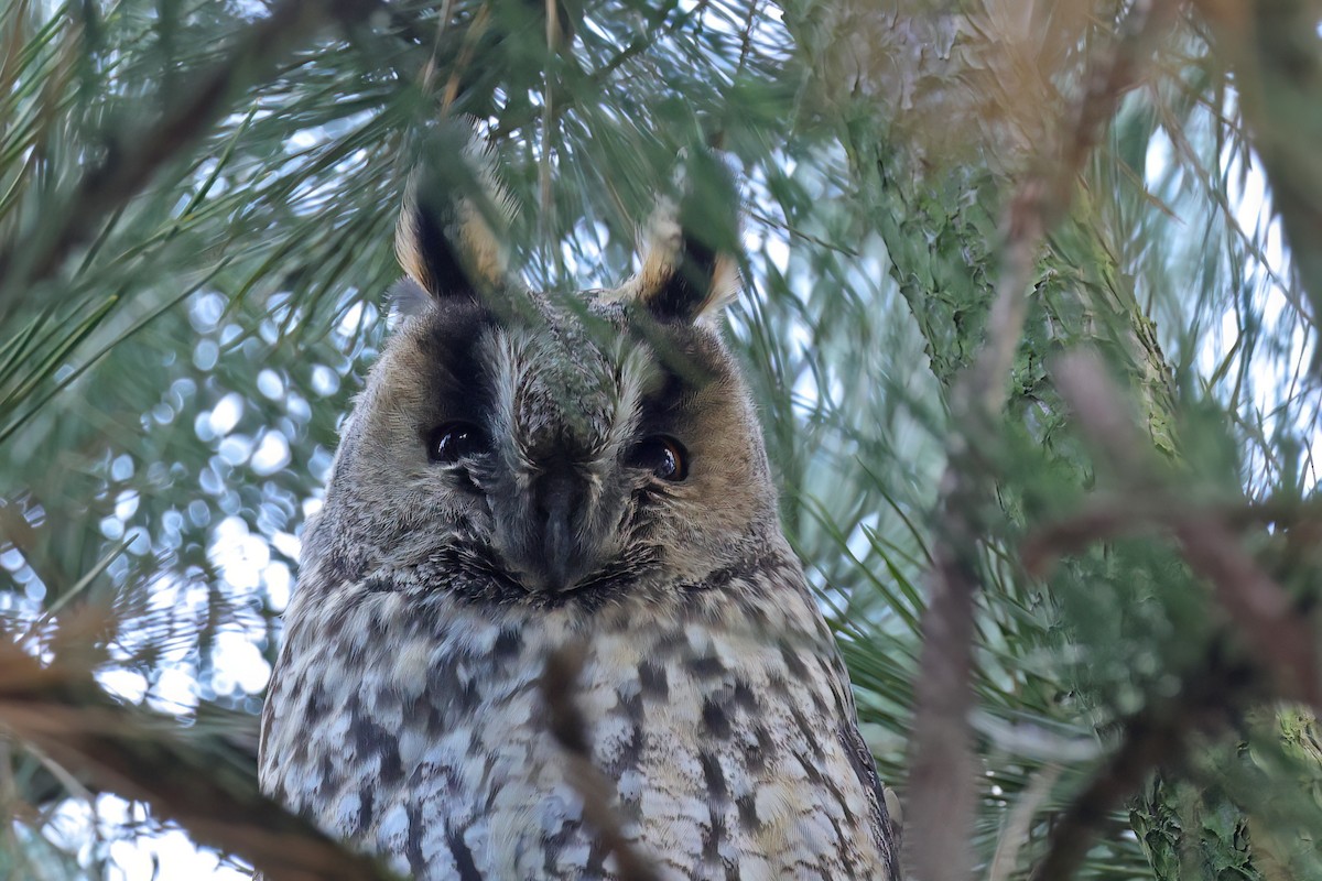 hornugle - ML647230504