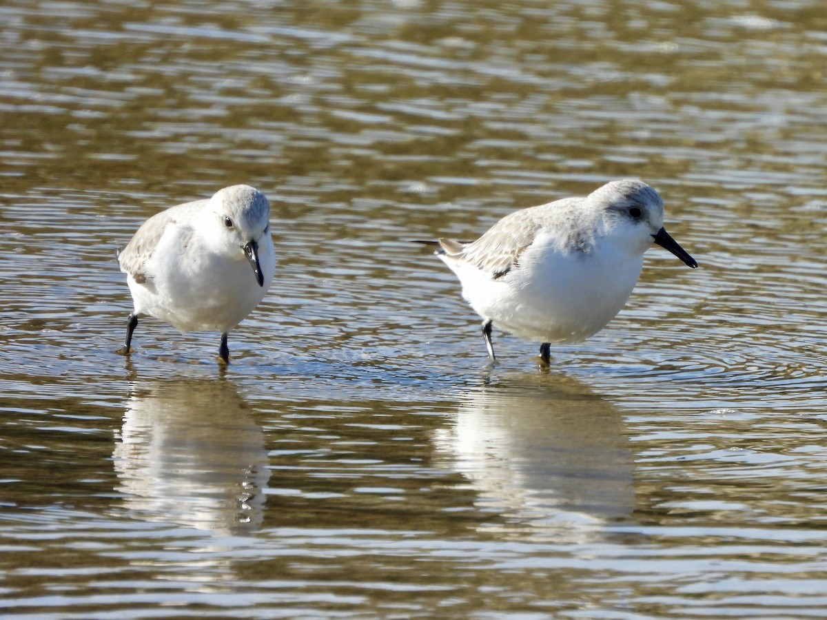Песчанка - ML647230507