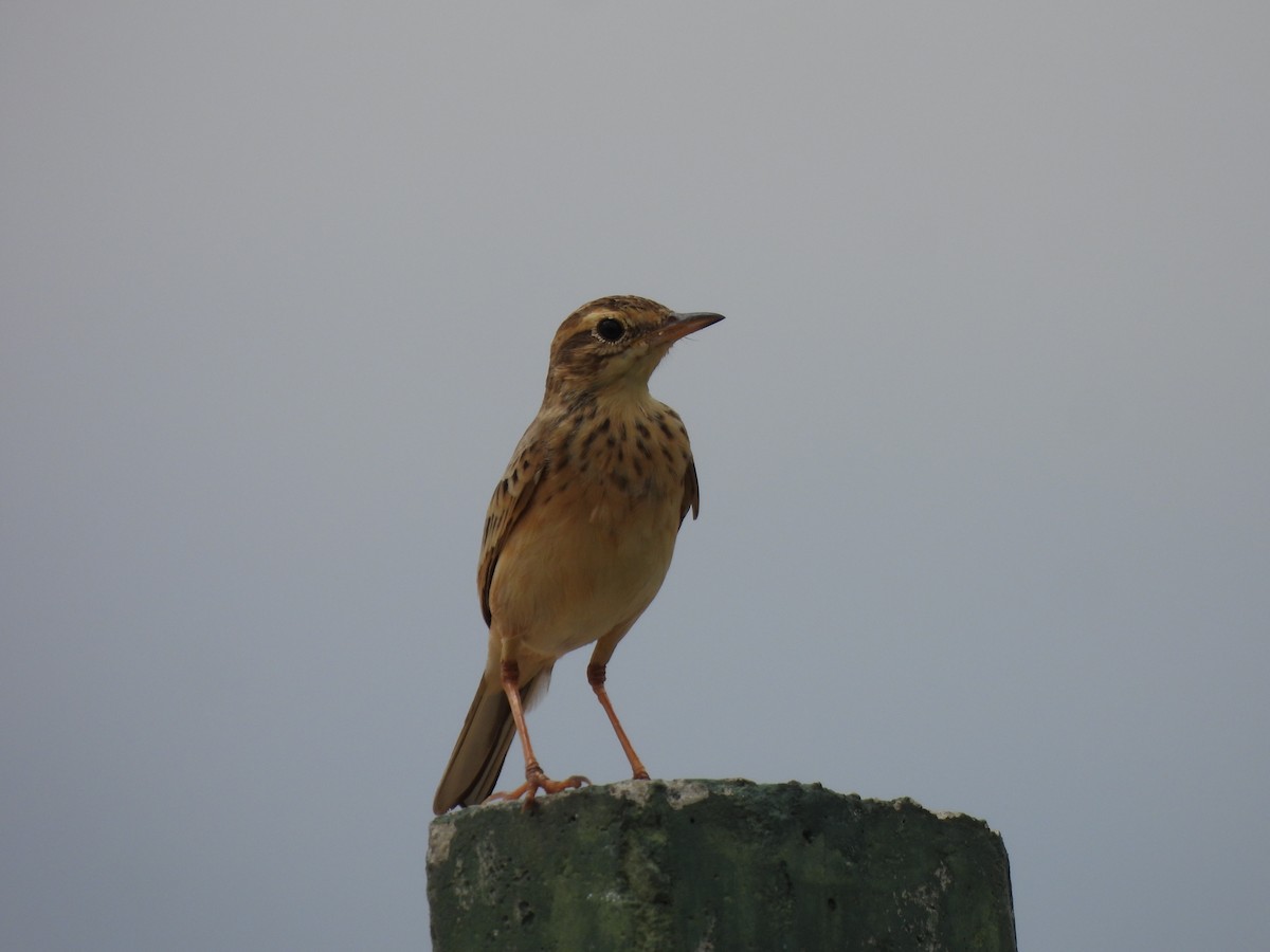 Paddyfield Pipit - ML647230518