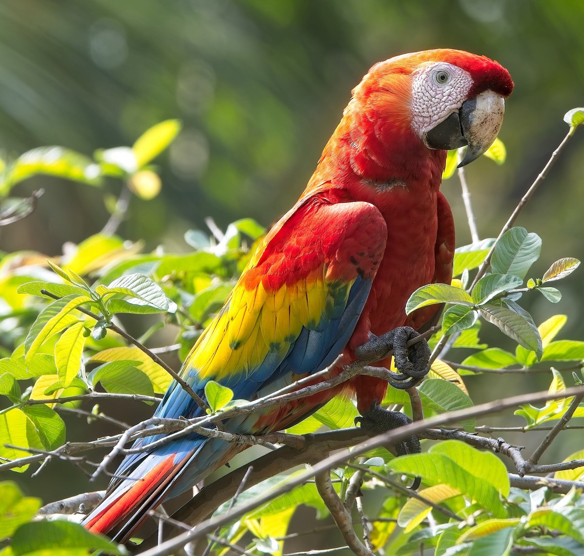 Scarlet Macaw - ML647230523
