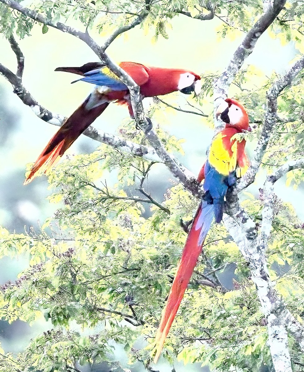 Scarlet Macaw - ML647230524
