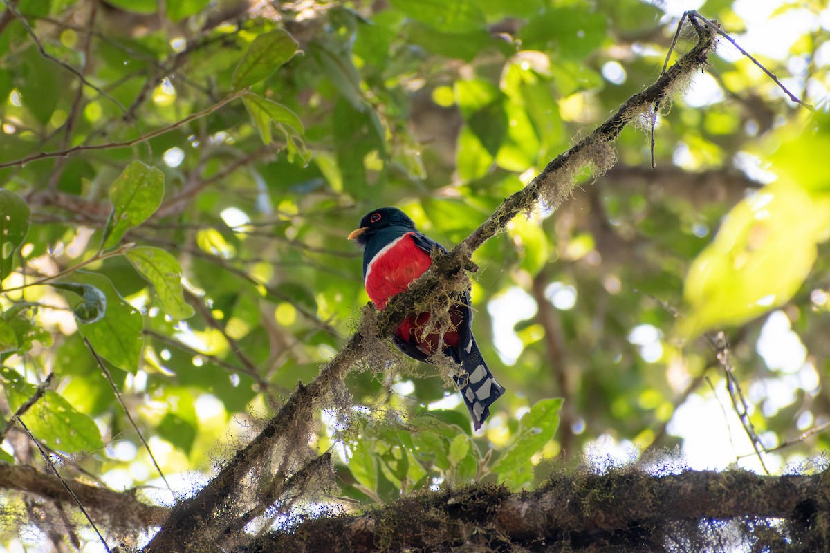 Maskeli Trogon - ML647230525