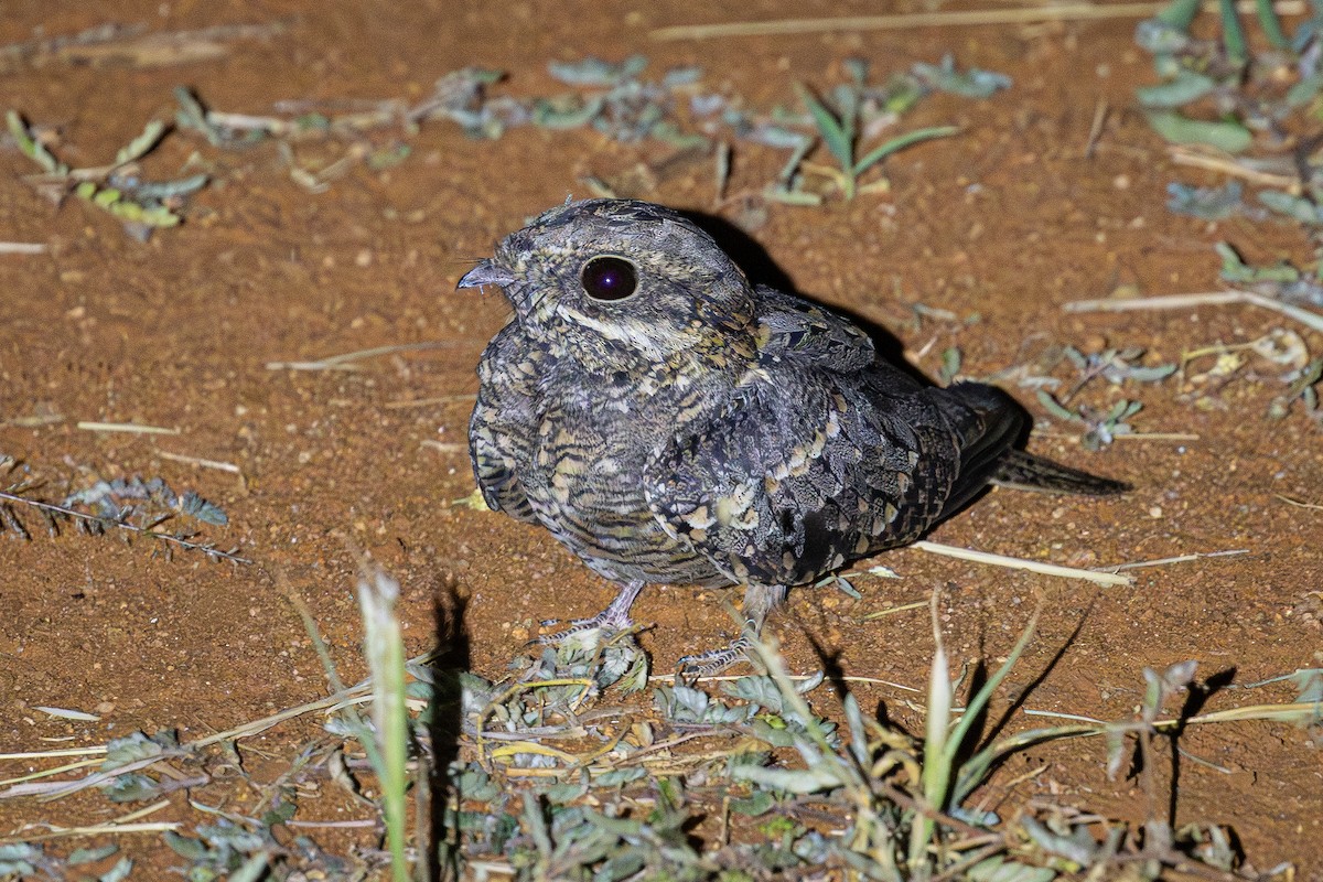 Sombre Nightjar - ML647230526