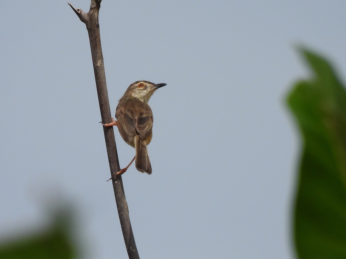 Prinia Sencilla - ML647230548