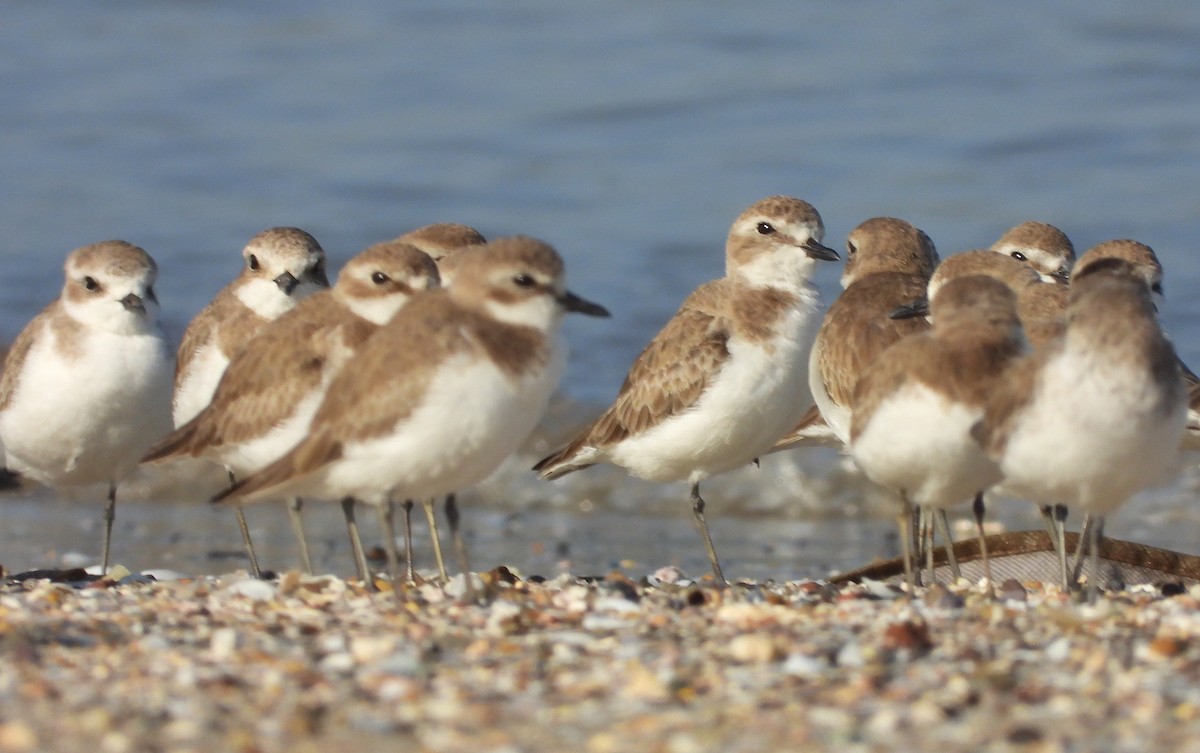 Tibet Cılıbıtı - ML647230557