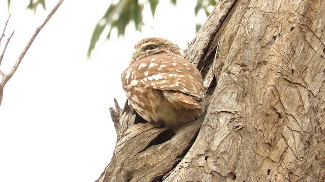 Домовый сыч (группа noctua) - ML647230560