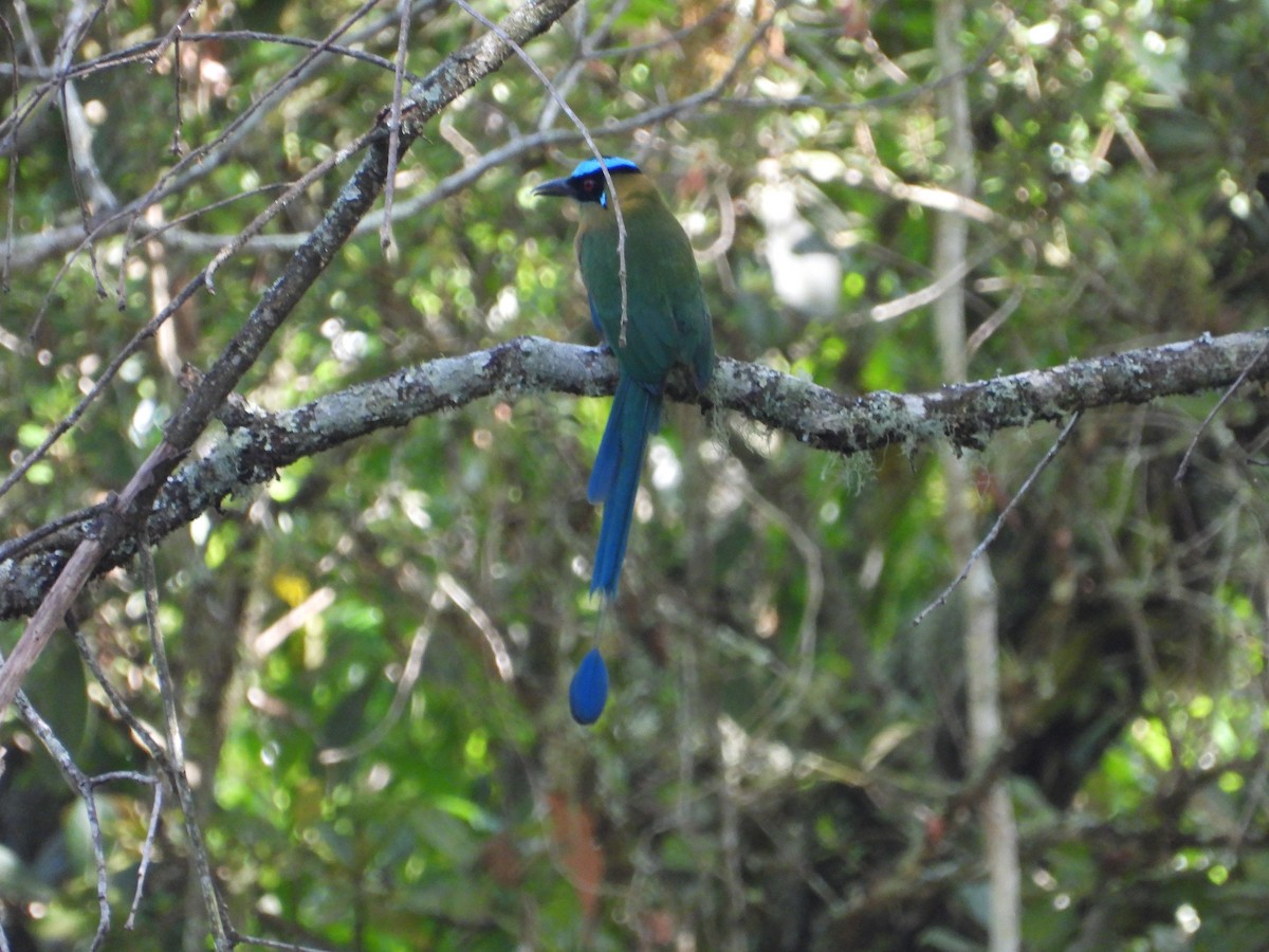 Andean Motmot - ML647230565