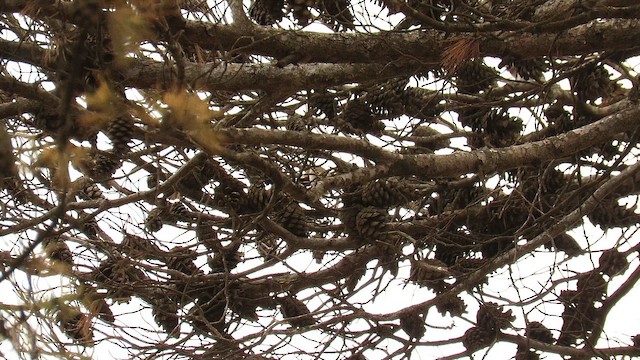 Щегол - ML647230576