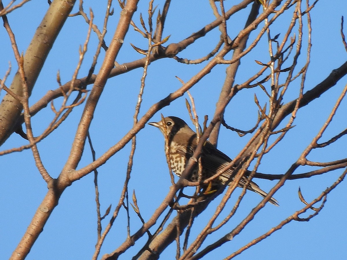 Mistle Thrush - ML647230578