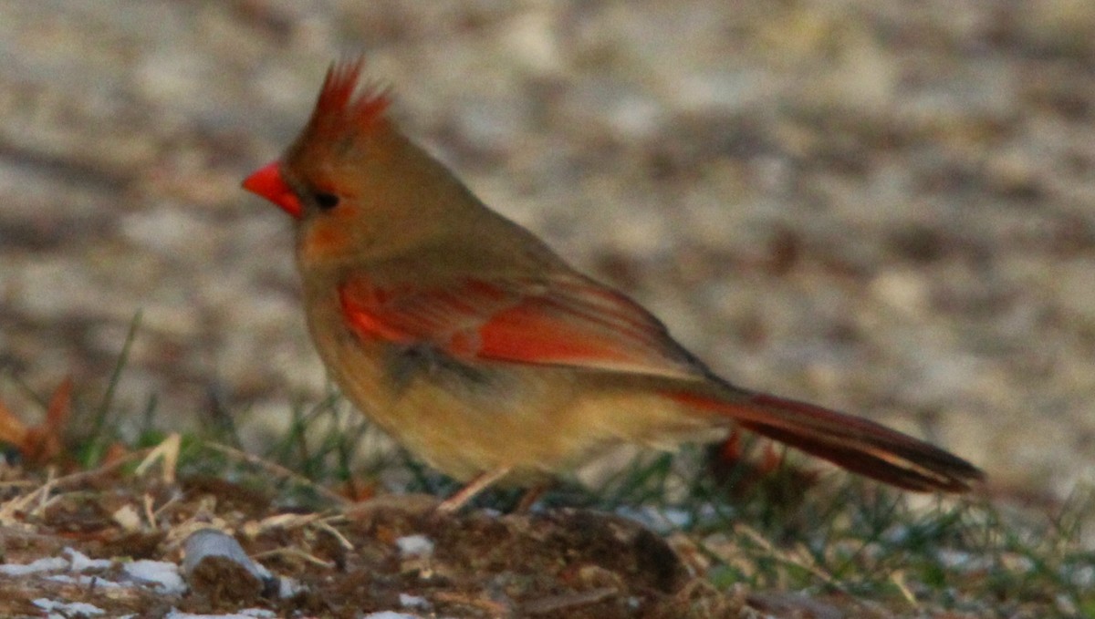 Northern Cardinal - ML647230599