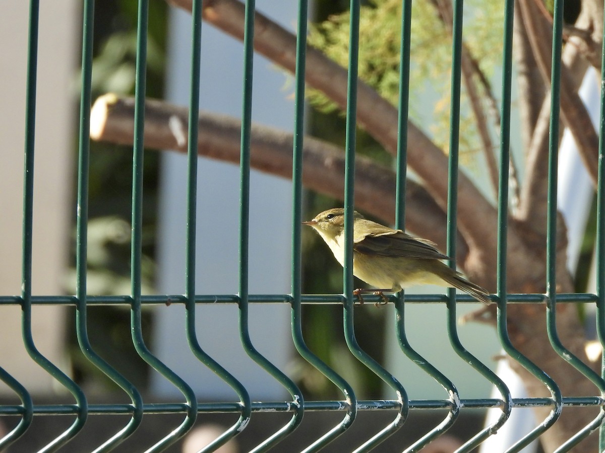 Common Chiffchaff - ML647230603