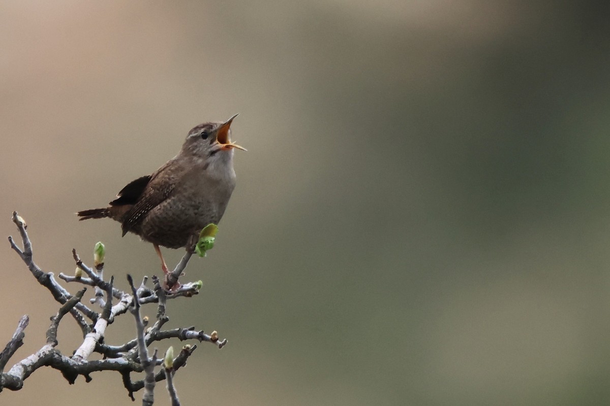 Eurasian Wren - ML647230606