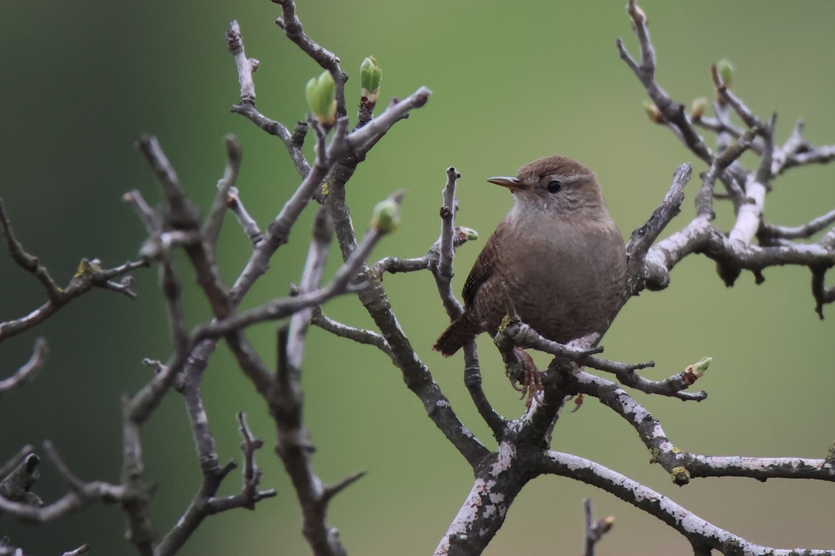 Eurasian Wren - ML647230607