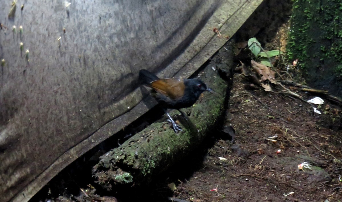 Western Fire-eye - ML647230614