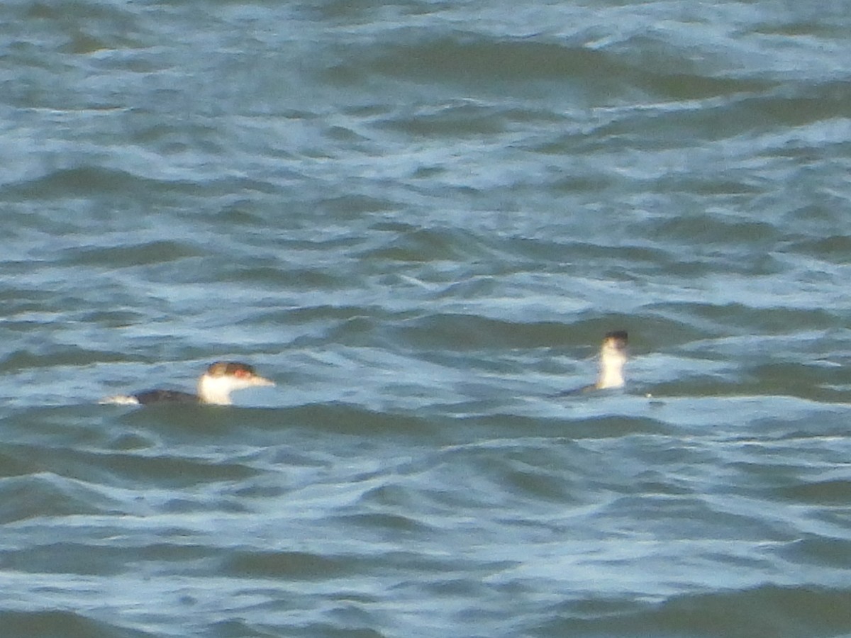 Horned Grebe - ML647230629