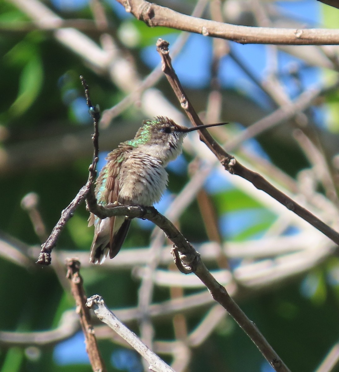 Рубиновогорлый колибри - ML647230631