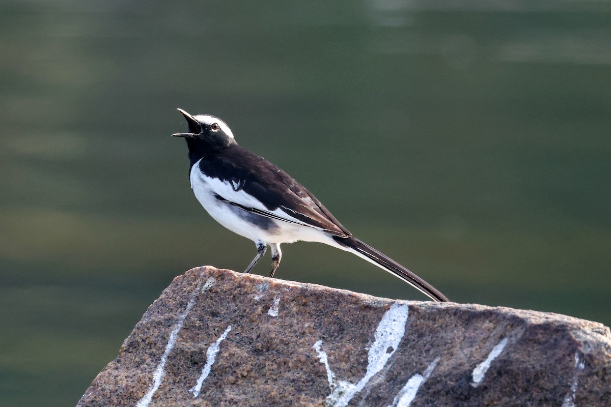 konipas indický - ML647230632