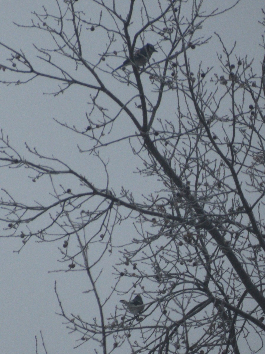 Сизойка блакитна - ML647230647